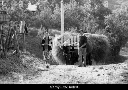 Vrancea County, Romania, approx. 1991. Couple on the village lane with a cattle drawn cart filled with hay. Stock Photo