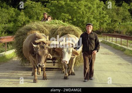 Vrancea County, Romania, approx. 2000. Farmer family on the road with a cattle drawn cart filled with hay. Stock Photo