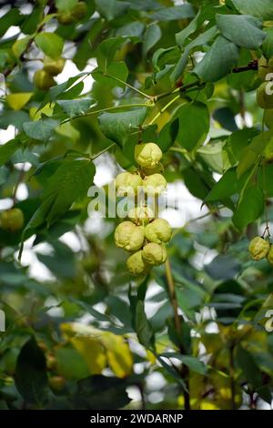 Gemeine Pimpernuss Pflanze - Staphylea Pinnata Klappernuss 5-10cm