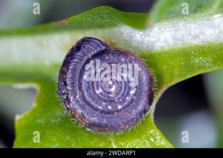 Natural vertical closeup on a European Hairy snail, Trocholus hispidus on a green leaf in the garden. Stock Photo