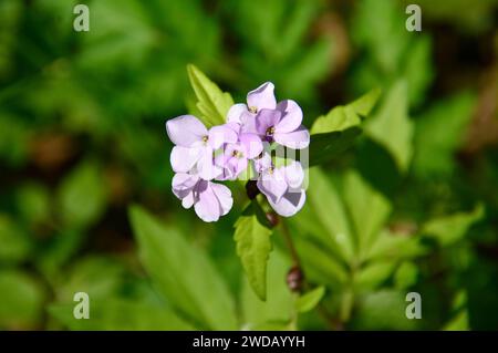 coralroot bittercress or coral root, Zwiebel-Zahnwurz, Cardamine bulbifera, hagymás fogasír, Europe Stock Photo