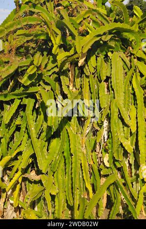 dragon fruit, white-fleshed pitahaya, Selenicereus undatus, hullámos kúszókaktusz Stock Photo
