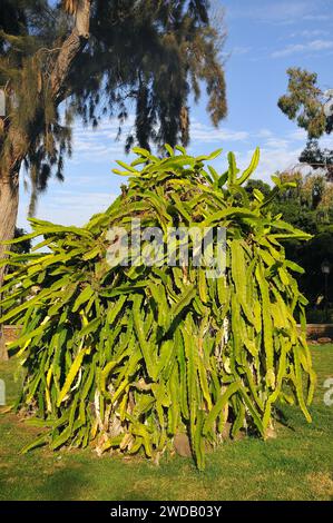 dragon fruit, white-fleshed pitahaya, Selenicereus undatus, hullámos kúszókaktusz Stock Photo