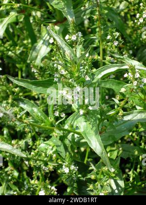 water speedwell, Blauer Wasser-Ehrenpreis, Véronique mouron-d'eau, Veronica anagallis-aquatica, pole veronika Stock Photo