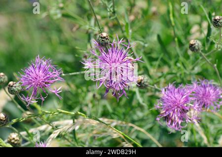 greater knapweed, Skabiosen-Flockenblume, Centaurée scabieuse, Centaurea scabiosa, vastövű imola, Hungary, Magyarország, Europe Stock Photo