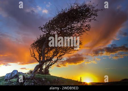 Trees silhouetted against sunset Stock Photo