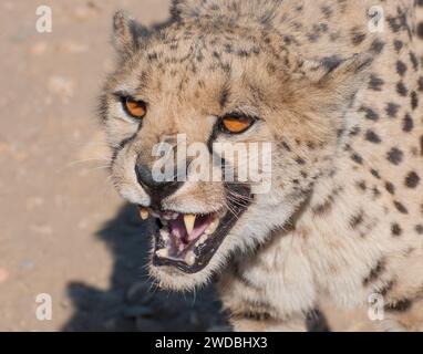 Wilder Gepard Stock Photo