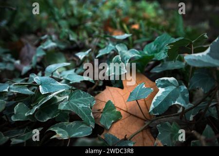 Common ivy green leaves on a ground. Fresh plants are growing on a forest, woods floor. Autumnal background with brown dry leaf on a wild nature. Stock Photo