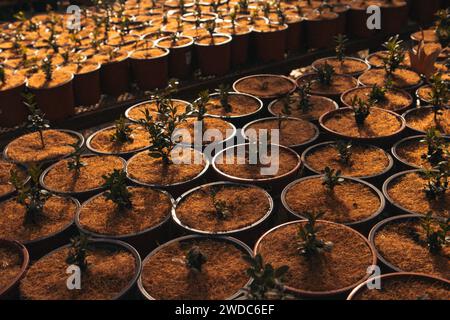A lot of pots with plants, small tree grown in a garden greenhouse. Coconut Coir Peat Compost Organic Soil Hydroponics Substrate. Stock Photo