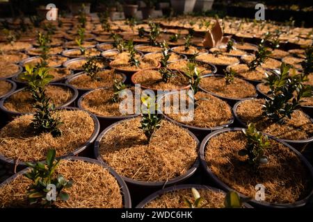 A lot of pots with plants, small tree grown in a garden greenhouse. Coconut Coir Peat Compost Organic Soil Hydroponics Substrate. Stock Photo