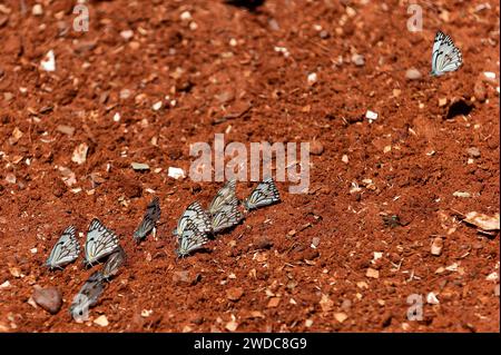 Swarm of white butterflies, marbled white (Melanargia galathea) on red sandy soil, red, white, Namibia Stock Photo