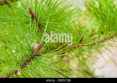 Closeup of baby pine cones growing on end of tree branch nestled among bright green pine needles, South Korea Stock Photo