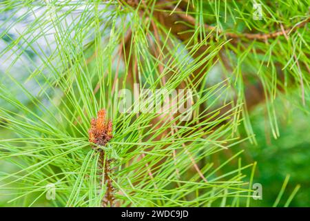 Closeup of baby pine cones growing on end of tree branch nestled among bright green pine needles, South Korea Stock Photo