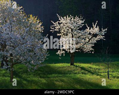 Cherry trees in bloom, Walchwil, Canton Zug, Switzerland Stock Photo