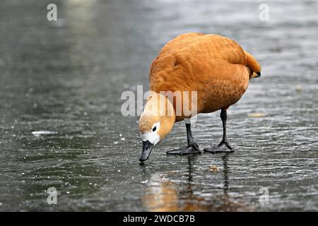 Ruddy shelduck (Tadorna ferruginea), standing on ice, Switzerland Stock Photo