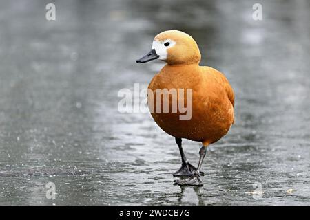 Ruddy shelduck (Tadorna ferruginea), standing on ice, Switzerland Stock Photo