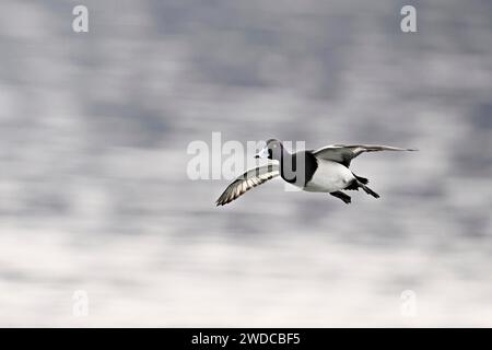 Tufted duck (Aythya fuligula), male in flight, Switzerland Stock Photo