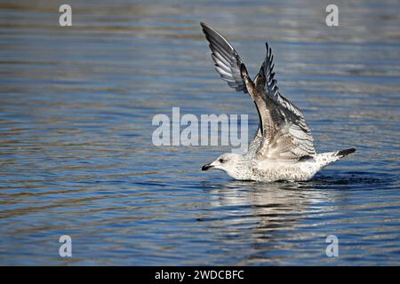 Yellow-legged gull (Larus michahellis), juvenile landing on the water, Switzerland Stock Photo