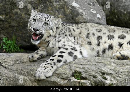 Snow leopard (Uncia uncia), lying on rocks, captive, Switzerland Stock Photo