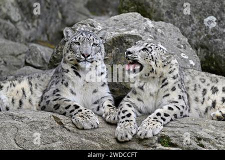 Two young snow leopards (Uncia uncia), sitting on a rock, captive, Switzerland Stock Photo