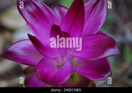 Tumeric flower (Curcuma longa) with a natural background. Stock Photo