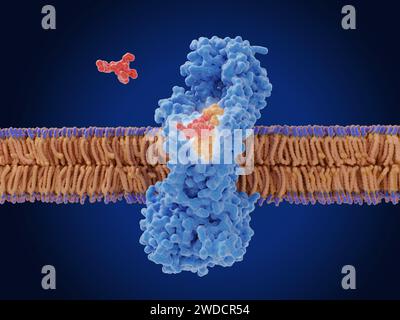 Zosurabalpin antibiotic action, illustration Stock Photo