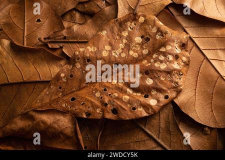 Close up brown autumn dry leaves. Brown dry leaf Stock Photo