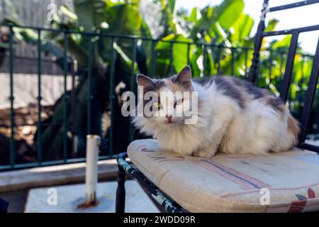 Closeup of a white cat with a black head Stock Photo
