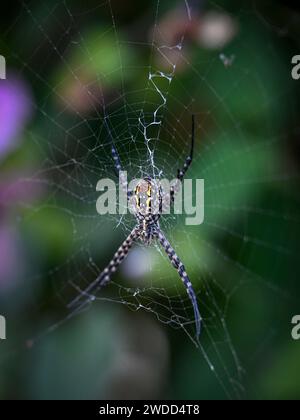 Isolated close up high resolution image of a single yet beautiful banded garden spider on its web- Israel Stock Photo