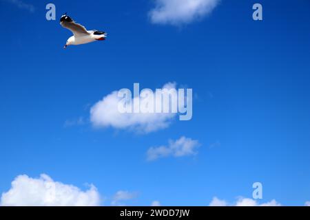 Silver gull (Chroicocephalus novaehollandiae) flying in blue sky : (pix Sanjiv Shukla) Stock Photo