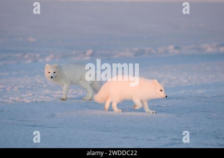 arctic fox Alopex lagopus pair of adults play and chase one another around on the pack ice off the ANWR 1002 coastal area Alaska Stock Photo