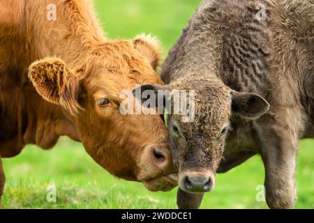 A limousin cow tenderly nuzzles up and licks her young brown calf in a summer meadow. Concept: a mother's love for her calf.  Close up.  Horizontal. Stock Photo