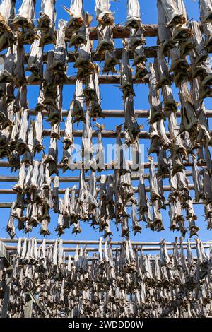 Cod fish methodically hung for drying on wooden racks, with a clear sky backdrop in Lofoten, Norway, a scene of traditional fish processing Stock Photo