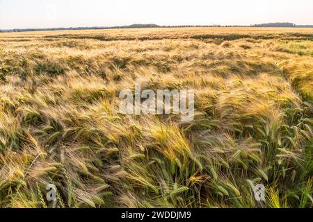 Barley field ripening Stock Photo