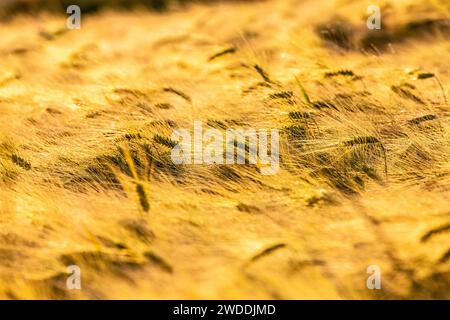 Ears of wheat in the light of a late spring afternoon Stock Photo