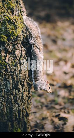 Vertical shot grey squirrel Sciurus carolinensis climbing down a tree in forest Stock Photo