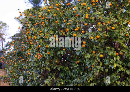 Orange trees, Rome Italy Stock Photo