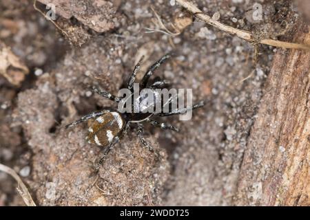 Zebra-Springspinne, Zebraspringspinne, Zebraspinne, Springspinne, Harlekinspringspinne, Harlekin-Springspinne, Salticus scenicus, zebra jumper, Spring Stock Photo