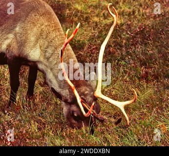 Reindeer or caribou Rangifer tarandus antlers with blood after shedding the velvet Stock Photo