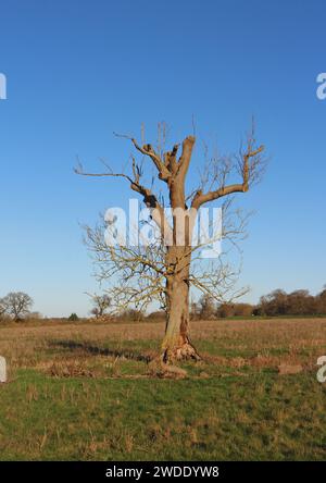 A solitary pollarded Oak tree, Quercus robur, in the centre of the site of Venta Icenorum roman settlement at Caistor St Edmund, Norfolk, England, UK. Stock Photo