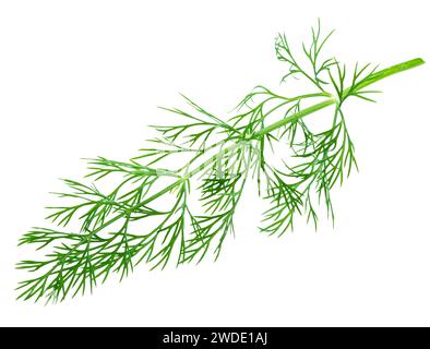 Fresh green dill isolated on white background. Stock Photo