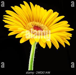 Yellow flower of gerbera close up on black background. Stock Photo