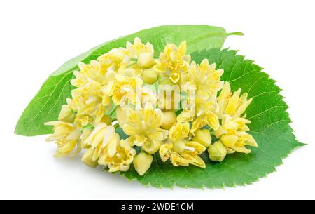 Linden flowers or lime tree flowers isolated on white background. Stock Photo