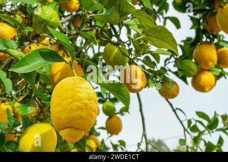 Plenty of ripe lemons on the lemon tree in the orchard. Stock Photo