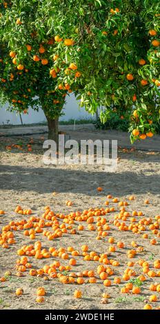 Orange tree or citrus sinensis almost covered with oranges. Great harvest in the orchard. Stock Photo