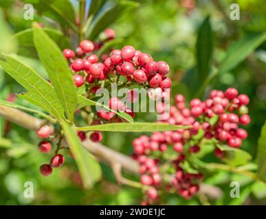 Fresh pink peppercorns  between pepper tree foliage. Stock Photo