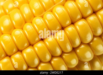 Maize seeds in corn cob closeup. Macro shot. Stock Photo