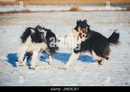 Two Shelties (Shetland Sheepdogs) playing Stock Photo