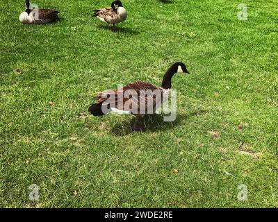 Three brown Canada geese (Branta canadensis) ducks walking on grass field Stock Photo