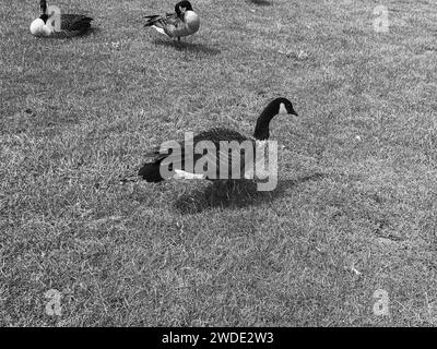 Three brown Canada geese (Branta canadensis) ducks walking on grass field Stock Photo